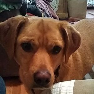 Meet your Posher, Lynette